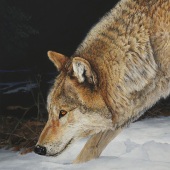 10th Place – Laara Cassells - “Tracking” – www.laaracassells.com