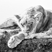 2nd Place – Dan Pyle - “Cat Nap” – www.danpyleartist.com