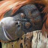 5th Place – Sabine Lackner - “Thinking of You” – www.tier-zeichnungen.at