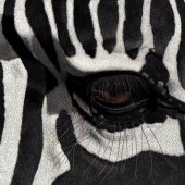 7th Place – Esther Gane - “Alert” – esther.gane@clear.net.nz