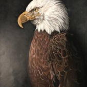 8th Place – Sierrastar Koch - “Freedom” – starkoch@outlook.com
