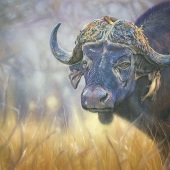 Hon. Mention - Coleen Williams - “Buffalo Bill” – www.col-art.co.za