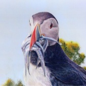 Hon. Mention – Susan Murray - “Can't Talk....Gob Full!” – www.susanmurrayart.co.uk