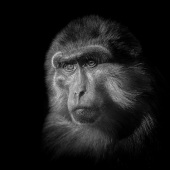 6th Place – Pascal Dorothee - “Stare” – www.pascal-dorothee.com