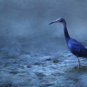 7th Place – Sean Simmons - “Tranquil” –  clearelitepics@yahoo.com