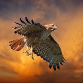 8th Place – Maureen Ravnik - “Redtail at Sunset” – www.maureenravnik.crevado.com