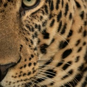 9th Place – Nick Dale - “Close-up of Half of Male Leopard Face” – www.nickdalephotography.com