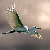 Hon. Mention - Renee Gruskin - “Flying High” – www.artmajeur.com/renee-gruskin