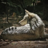 Hon. Mention – Kathy Brady - “Mexican Wolf Shade” – www.wolfeyesphotography.com
