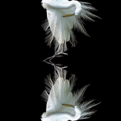 Walter Carlson - “Reflections 2” – http://wcarlsonart.com/