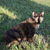 Judy Milsaps - “T-burger in the Shade” – judith5886@gmail.com