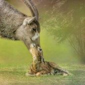 Helen Akerstrom - “First Nuzzle” – https://www.facebook.com/helen.akerstrom/