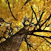 Hon. Mention - Diane Sanderson - “Looking Up” – www.dianesanderson.mysite.com