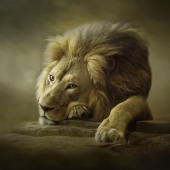 Nicole Wilde – “Gentle Soul” - www.photomagicalart.com