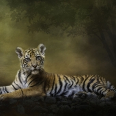 Nicole Wilde – “Practicing My Big Kitty Stare” - www.photomagicalart.com