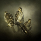 Nicole Wilde – “The Lookouts” - www.photomagicalart.com