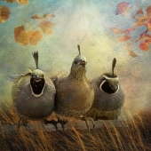 Nicole Wilde – “California Quailers” - www.photomagicalart.com