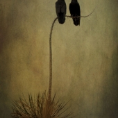 Nicole Wilde – “Corvid Companions” - www.photomagicalart.com