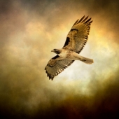 Nicole Wilde – “Golden Flight” - www.photomagicalart.com