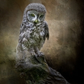Nicole Wilde – “Great Gray Owl” - www.photomagicalart.com