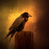 Nicole Wilde – “Nevermore” - www.photomagicalart.com