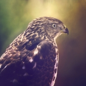 Nicole Wilde – “Piercing Stare” - www.photomagicalart.com