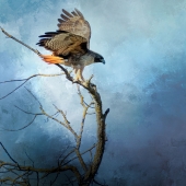 Nicole Wilde – “Rapt Attention” - www.photomagicalart.com