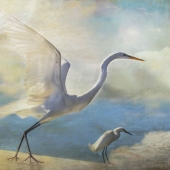 Nicole Wilde – “Ready to Soar” - www.photomagicalart.com