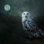 Nicole Wilde – “Soul of the Moon” - www.photomagicalart.com