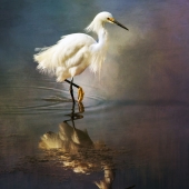 Nicole Wilde – “The Ethereal Egret” - www.photomagicalart.com