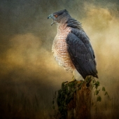 Nicole Wilde – “The Lecture” - www.photomagicalart.com