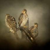 Nicole Wilde – “The Lookouts” - www.photomagicalart.com