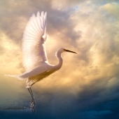 Nicole Wilde – “Wings of Light” - www.photomagicalart.com