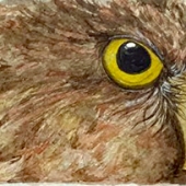 King-L (2) Img #5  Ruru