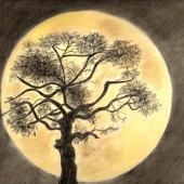 Rosenberg-Krongard (3) Img #4  Tree Moon