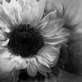 Schnepf (1) Img #4  Softness and Sunflowers