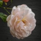 Sohlman (1) Img #1  Pink Rose