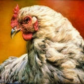 4th Place - Photo - Cook (1) Img #2  Hen Rules