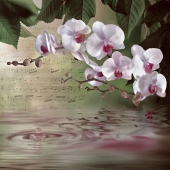 white orchids on water with drop