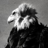 HM - Photo - Wiens (1) Img #4  Ruffled Feathers