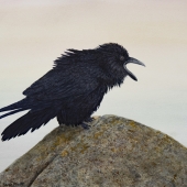 Moser (1) Img #2  The Squawker