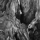 Pickler (1) Img #1  Wonder