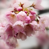 Schnepf (1) Img #1  Cherry Blossoms