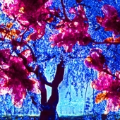 Boze (1) Img #4  Blossoms Against Trees