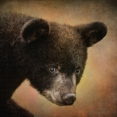 Goodrich (1) Img #2 Black Bear Cub