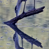 King-M (1) Img #1  Heron Reflection