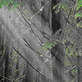 Mink (2) Img #3  Rain in the Woods