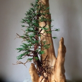 SR - Mickey (2) Img #2 Determination of a Cypress