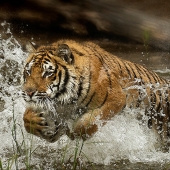 B - OA - Goodrich (1) Img #1 Tiger Splash