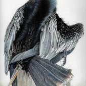4th Place - Painting - Guiseppi (1) Img #1 Anhinga Love Knot